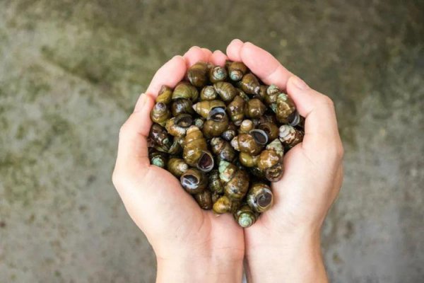 鲶鱼怎么钓用什么饵料