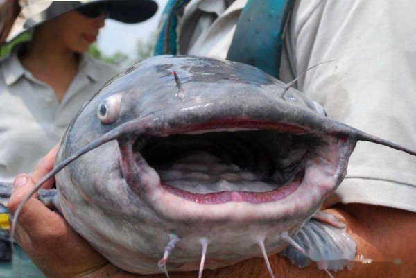 鲶鱼怎么钓用什么饵料