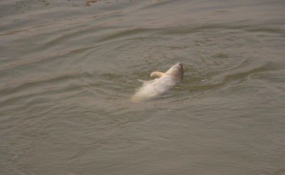 钓3至5斤的鲤鱼用多大钩好 钓鲤鱼钩大小的选择原则