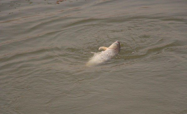 钓3至5斤的鲤鱼用多大钩好