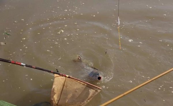 钓3至5斤的鲤鱼用多大钩好