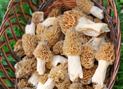 鲜羊肚菌大的好还是小的好 挑选羊肚菌干货的小窍门