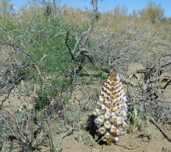 额济纳旗属于哪个市