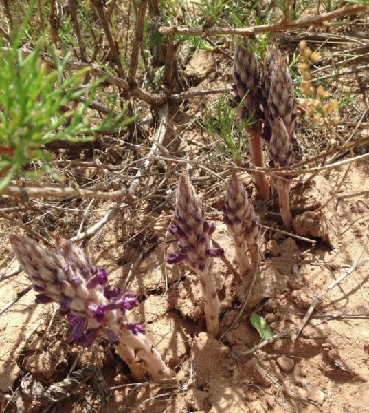 额济纳旗属于哪个市