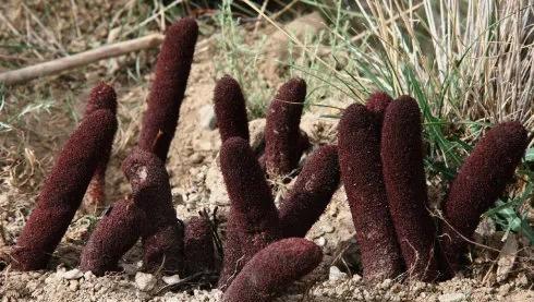 额济纳旗属于哪个市