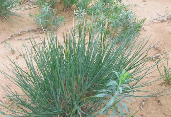 额济纳旗属于哪个市