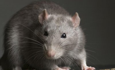 老鼠躲起来了怎么把它引出来 怎么做才能轻松消灭家里老鼠