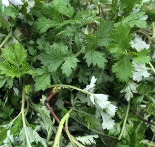 煮艾叶用小苏打还是碱好 煮艾叶放小苏打起什么作用