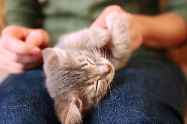 土猫适合当宠物吗