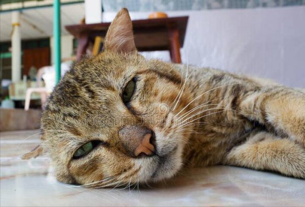 土猫适合当宠物吗