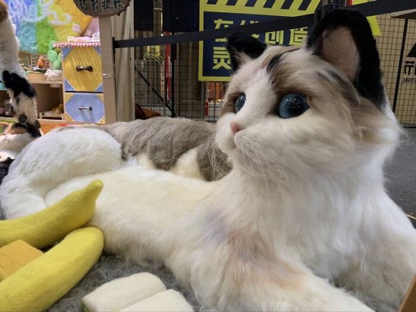 土猫适合当宠物吗