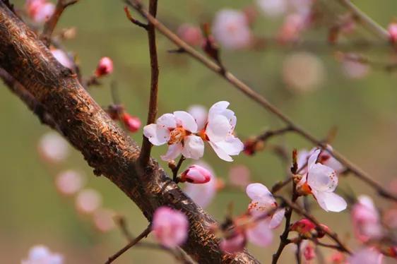 九寨沟最佳旅游季节是几月份