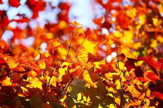 九寨沟最佳旅游季节是几月份