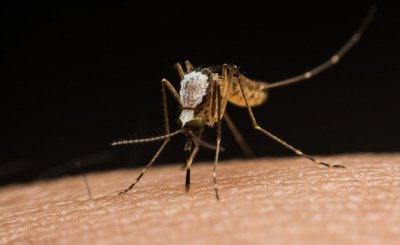 为什么蚊子一开灯就不见了 晚上开着灯蚊子还咬人吗