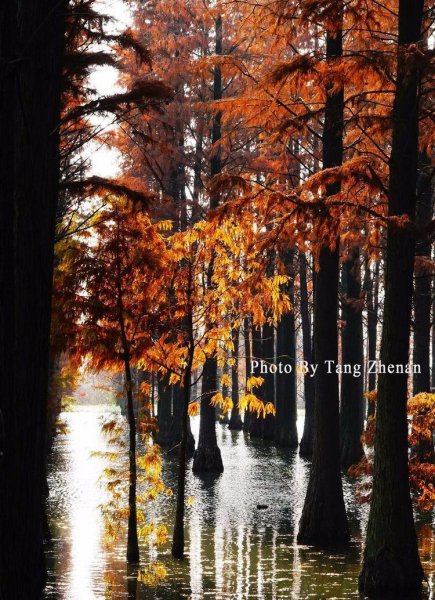 上海唐心忠的钱从哪里来的