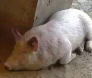 养猪场为什么难招人