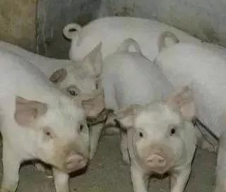 养猪场为什么难招人