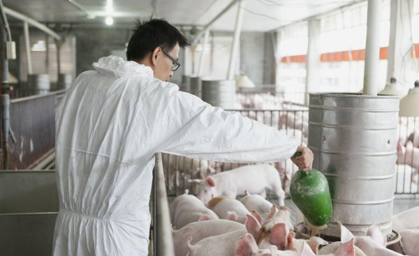 养猪场为什么难招人