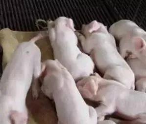 养猪场为什么难招人