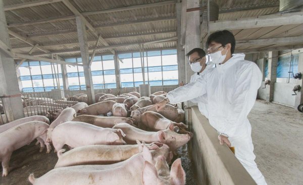 养猪场为什么难招人