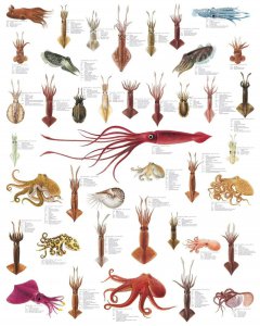 八爪鱼是章鱼吗 你知道该如何区分八爪鱼和墨鱼吗