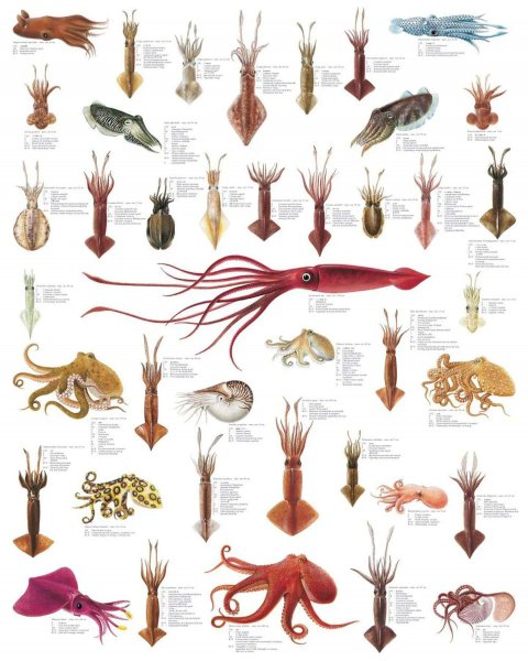 八爪鱼是章鱼吗