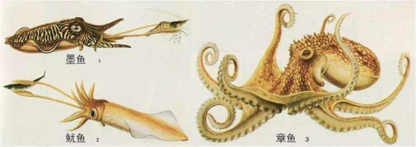八爪鱼是章鱼吗