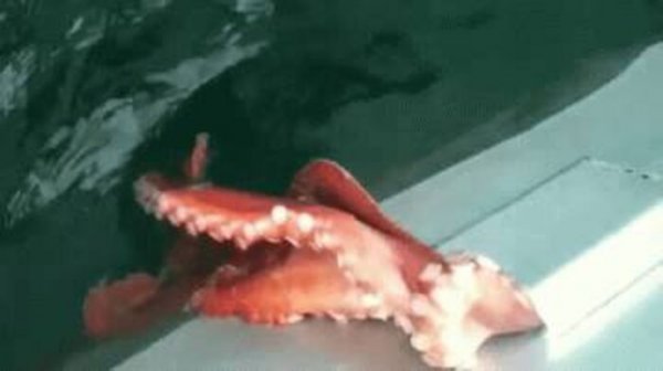 八爪鱼是章鱼吗