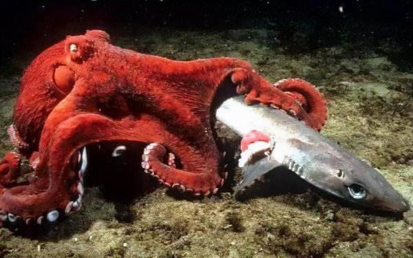 八爪鱼是章鱼吗