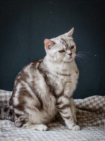 猫洗澡后不吹干的危害