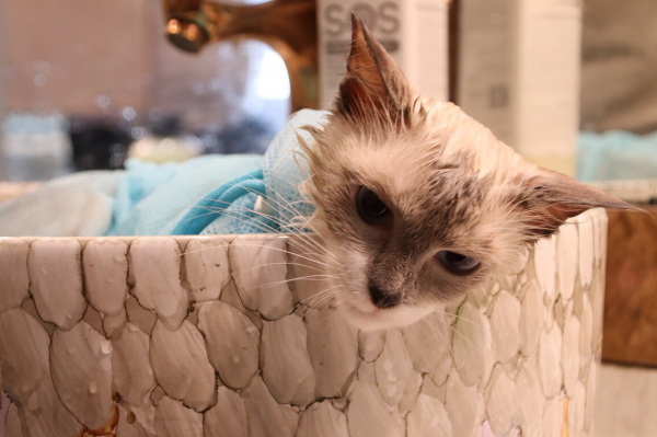 猫洗澡后不吹干的危害