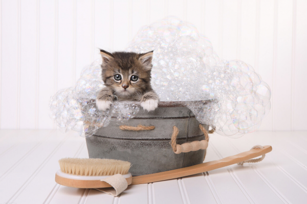 猫洗澡后不吹干的危害