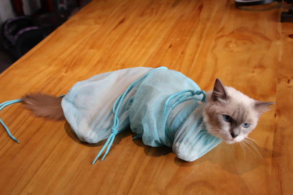 猫洗澡后不吹干的危害