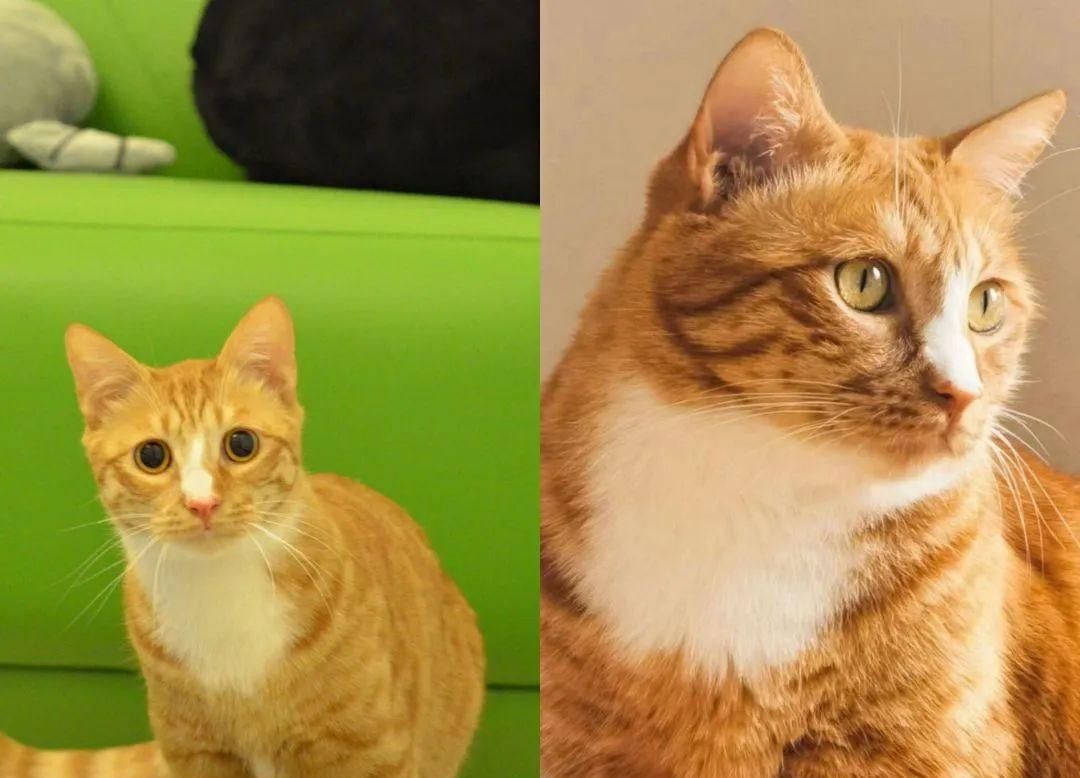 猫6岁相当于人多少岁