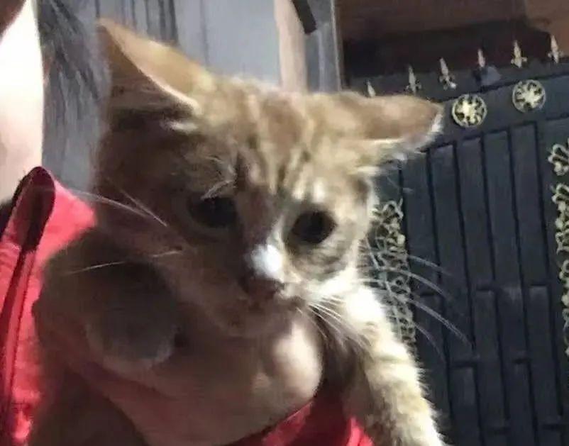 猫6岁相当于人多少岁