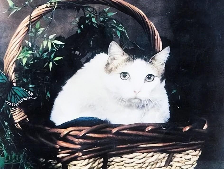 猫6岁相当于人多少岁