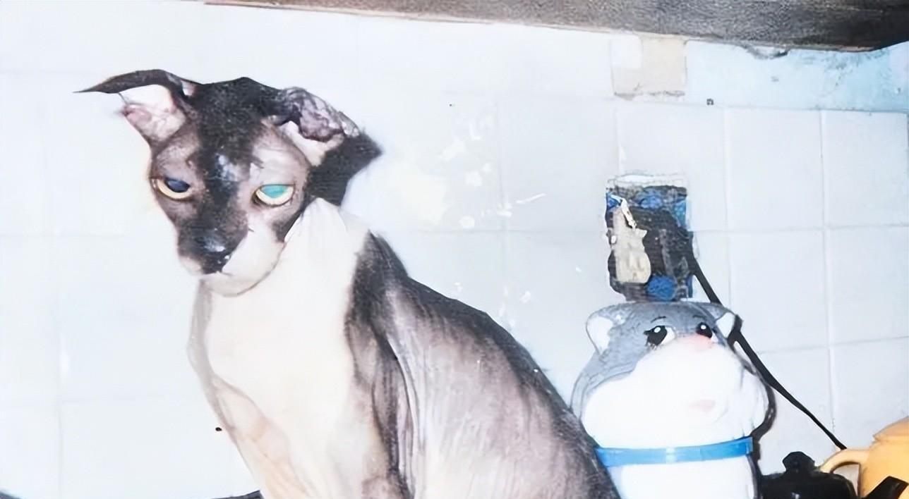 猫6岁相当于人多少岁