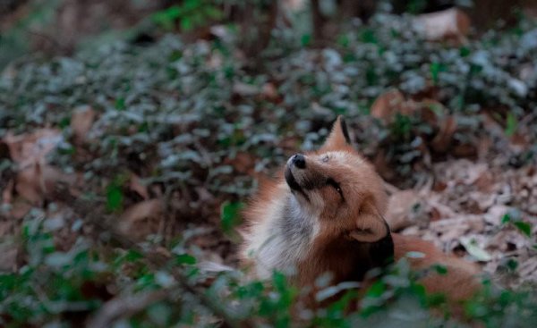 武汉大学占地面积多大
