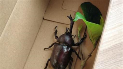 独角仙的生活习性是什么