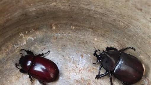 独角仙的生活习性是什么