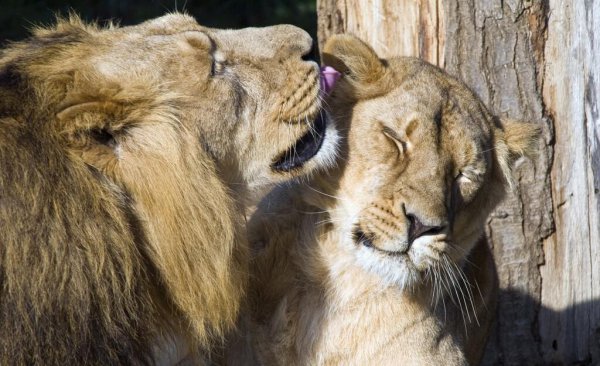 门口放石狮子的讲究和寓意