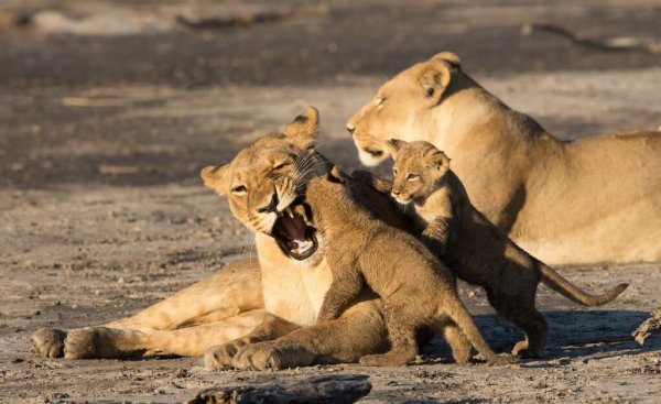 门口放石狮子的讲究和寓意