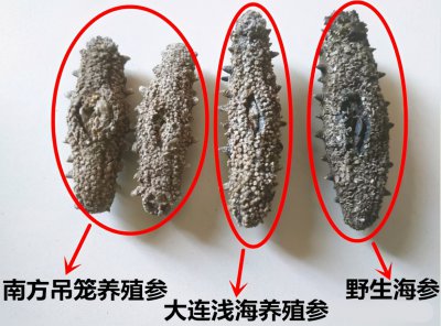 海参怎么分辨野生和养殖 野生海参与养殖海参的区别