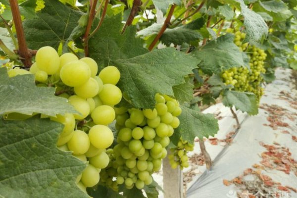 湖北仙桃属于荆州市吗