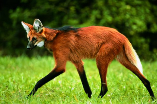 动物知道人类那么强大吗