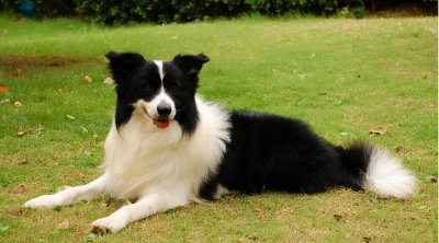 四脚踏雪的狗寓意 为什么有人说四蹄踏雪的狗不吉利