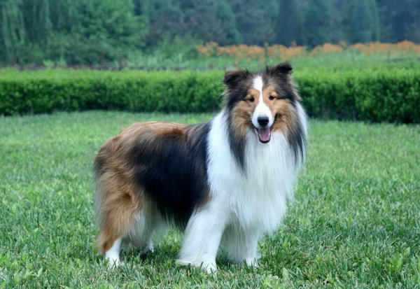 四脚踏雪的狗寓意