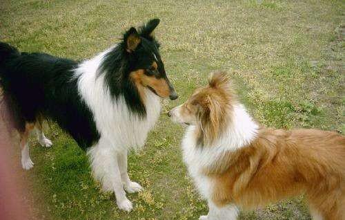 四脚踏雪的狗寓意