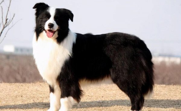 四脚踏雪的狗寓意