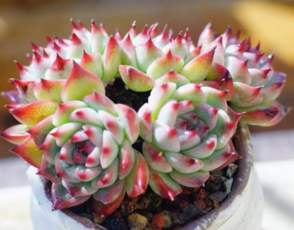 四十度不怕晒的多肉